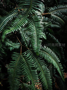 密集的深绿蕨叶交织成天然图案