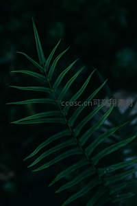 深绿蕨叶在幽暗背景中舒展的优雅姿态