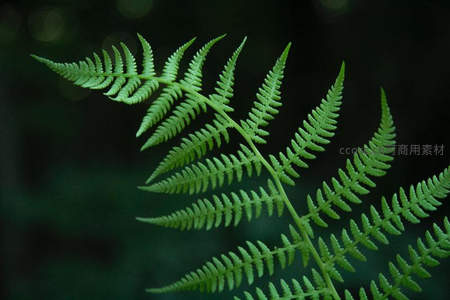 明亮绿意的蕨叶在深色背景中绽放生机