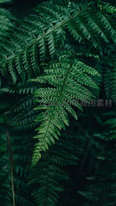 深绿蕨叶层叠交织构成的自然纹理画卷