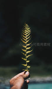 手握蕨叶，自然光影下的静谧之美