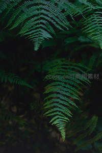 幽暗森林中舒展的翠绿蕨叶