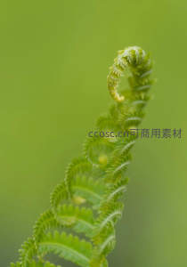卷曲的蕨类嫩芽，在明亮绿意中萌发