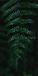 单株蕨叶在暗影中透出生命光泽的特写