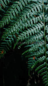 水珠悬垂于深绿蕨叶尖端的微观景象