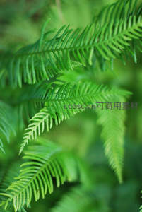 翠绿蕨叶特写，自然生机盎然