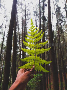 手握新绿蕨叶，森林背景衬托