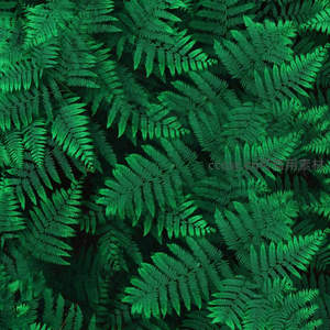 密集蕨叶铺满画面，绿色纹理