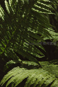 光影下的蕨叶细节，质感分明
