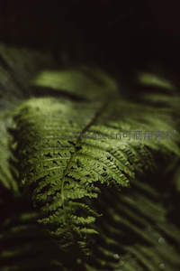 微距下的蕨叶纹理，光影交织的自然之美