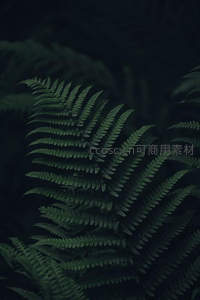 深绿蕨丛，暗调中的自然生命力
