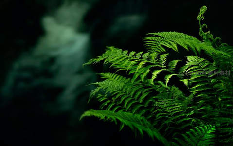 荧光绿蕨叶，在幽暗中绽放的生机