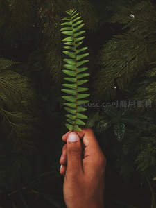 手握蕨叶，自然触感尽在指尖