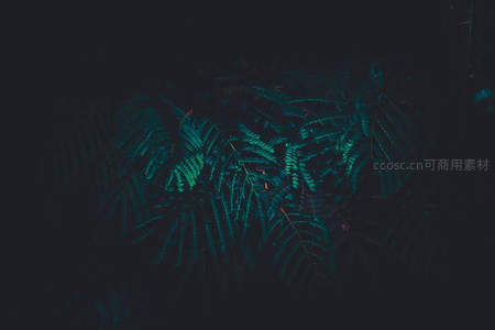 暗夜中的幽蓝蕨影，神秘而静谧
