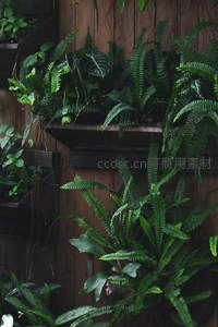 木质墙面上的蕨类绿植墙，生机盎然