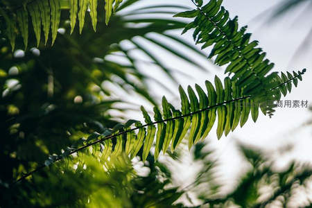 阳光穿透蕨叶，光影斑驳如诗