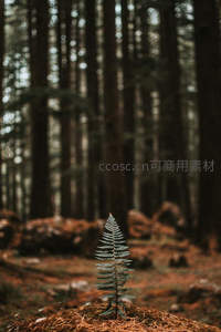 森林深处孤蕨挺立，静谧而坚韧