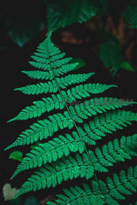 鲜绿蕨叶的精致纹理，自然之美