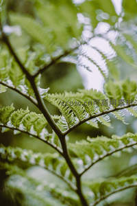 微距下的蕨类枝叶细节