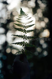 剪影中的蕨叶，阳光穿透的静谧瞬间