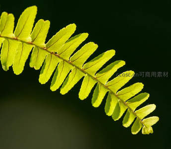 特写镜头下，蕨叶边缘的细腻与柔光