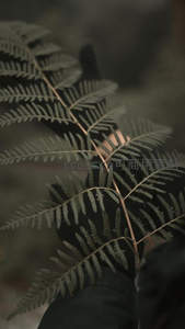 手持蕨叶，朦胧光影中的自然之美