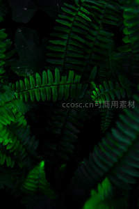 幽暗丛林中的深绿蕨影