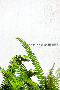 白墙前向上生长的蕨类新芽