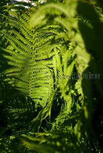 阳光穿透的蕨叶细节