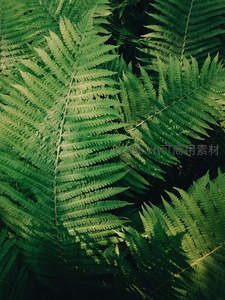 深绿蕨叶的层叠之美