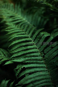 暗影中的蕨叶轮廓