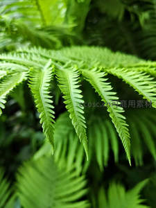 嫩绿蕨叶尖端特写