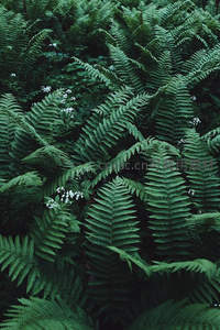 茂密翠绿蕨类植物丛生景象