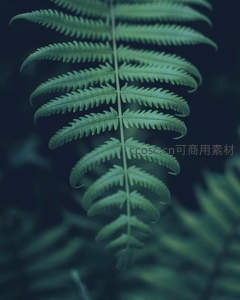 深色背景下清新蕨叶微距特写