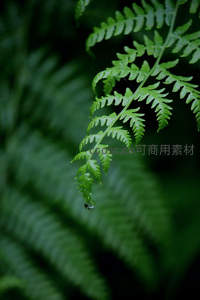 水珠悬垂于蕨叶尖端的瞬间