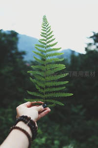 山景前手托青翠蕨叶的意境