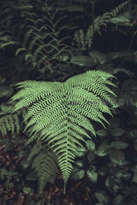 深林之中，翠绿蕨叶舒展如扇