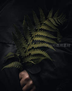 深色布料上手捧蕨类植物的静谧特写