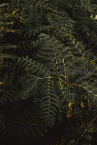 幽暗背景下茂密蕨类植物的深邃纹理