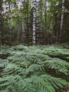 白桦林下铺满蕨类植物的宁静森林景观