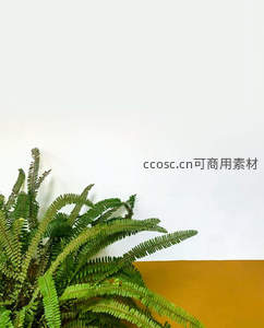 简约墙面旁生机勃勃的室内蕨类盆栽