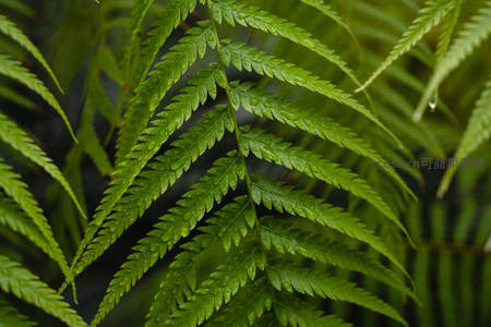 雨后蕨叶晶莹剔透，绿意盎然
