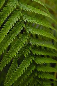 水珠点缀蕨叶，尽显自然之美