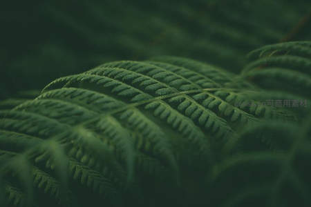 朦胧绿意，蕨叶柔美如画