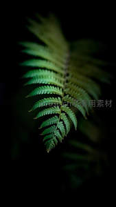 暗夜中的蕨叶，光影交错如诗