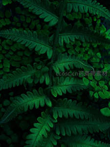 深绿蕨叶特写，纹理清晰自然