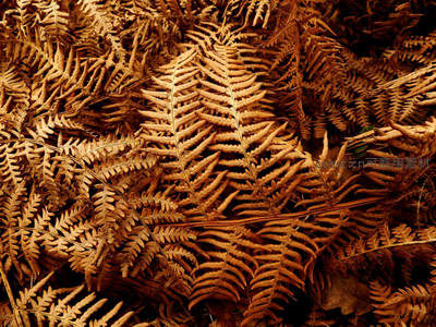 枯黄蕨叶铺地，秋日萧瑟之美