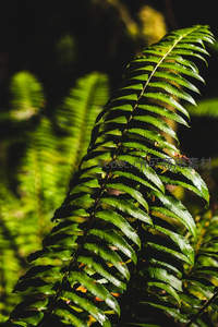 阳光穿透蕨叶，光影斑驳生动