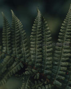 水珠点缀蕨叶，晨露晶莹剔透