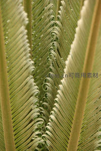 新生苏铁叶卷曲如螺旋的艺术